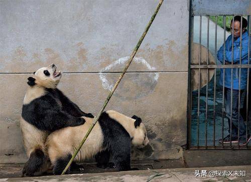 成年的雌性大熊猫会通过留下气味标记的方式,吸引雄性大熊猫.