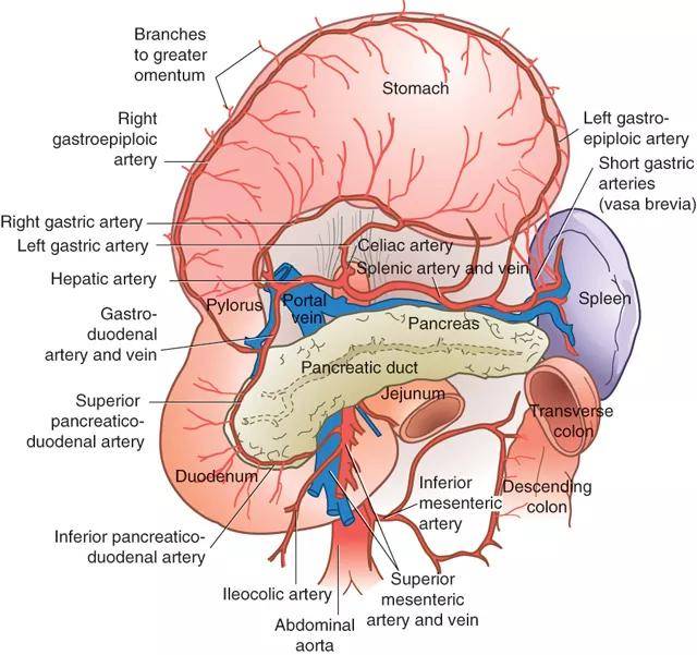 胃附着于横结肠,脾,肝尾状叶,膈肌和腹膜后神经和血管