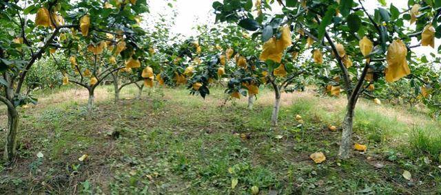 家乡父老|再不去就没有了!南充嘉陵龙蟠那边的红瓦房翠冠梨!