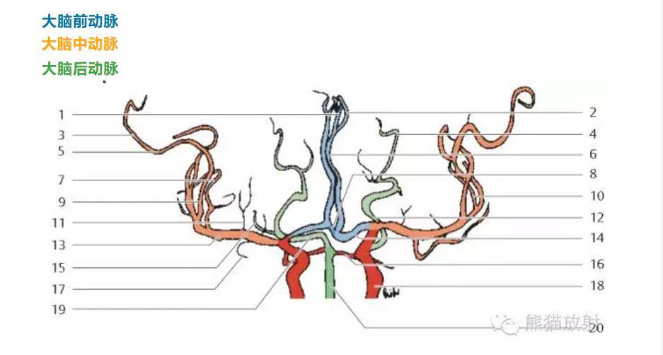 精彩的大脑血供区域图及血管解剖图(双语)