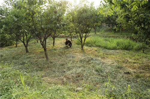 迁安市中萌农业科技示范园林下种植的黄芩 吴海民 摄