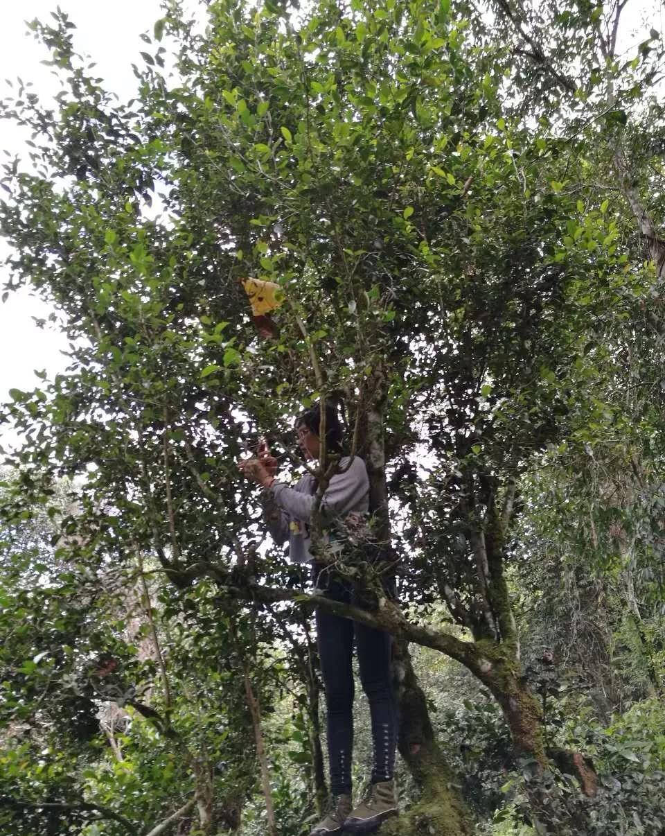 茶叶|【干货分享】江内古六大茶山之倚邦古茶山