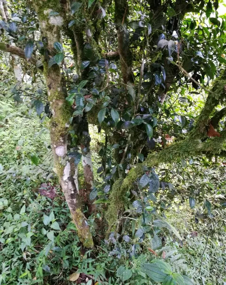 茶叶|【干货分享】江内古六大茶山之倚邦古茶山