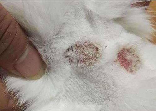 猫6月份掉毛特别严重
