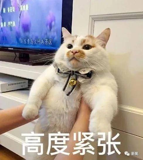 洪欣|这四位大花竟然罕见同框比美了?可她真的被衬得有点脸崩了...