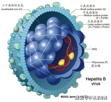 乙肝治疗从了解乙肝病毒开始