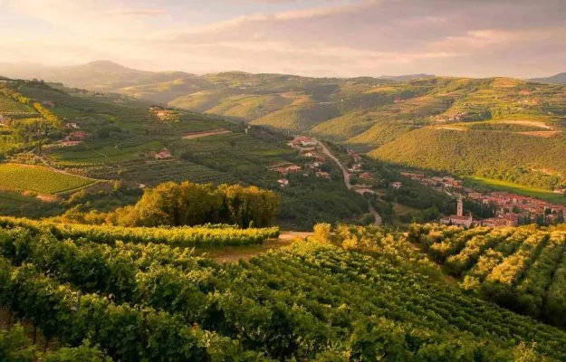 Amarone|2020年1-6月全国葡萄酒产量下降30.2%；酒界新闻