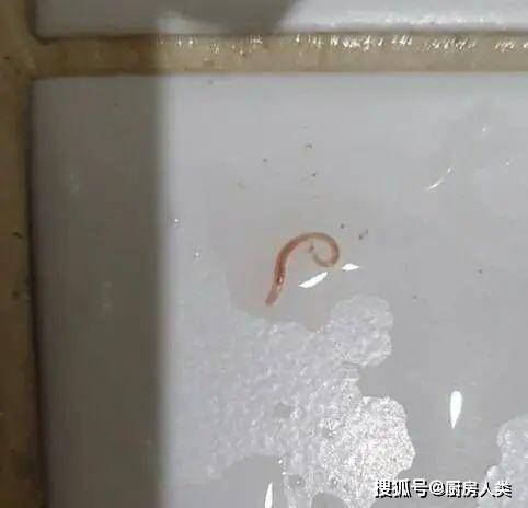 真实版「铁线虫入侵」?韩国多地自来水出现不明幼虫!