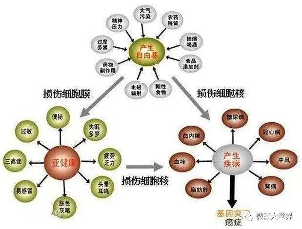 自由基攻击了血液中的低密度脂蛋白,造成胆固醇在血管壁沉积,导致