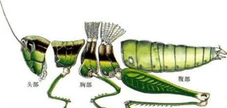 
农业的天敌蝗虫灾害 明朝为治蝗灾 提出“捕蝗虫、掘蝗种”措