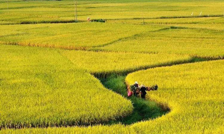 过程|胡卫平：如何落实六大基本要素，推动教学走向深度？