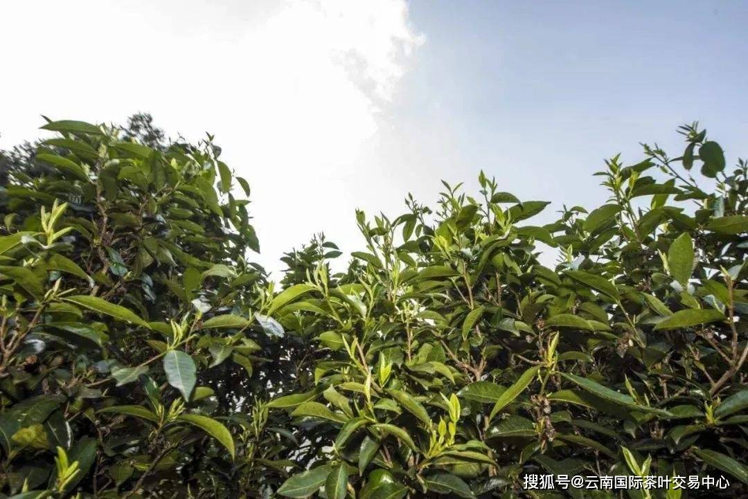 云南多措并举 守护好古茶山,古茶树资源