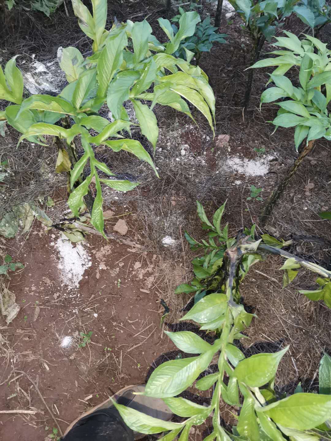正确识别魔芋软腐病的发病症状,了解发病规律,对症下药效果好