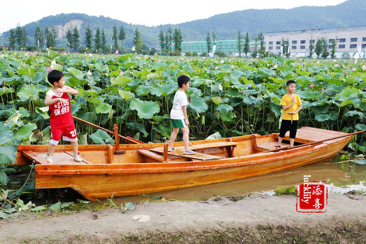 夏季宝藏美食地：绍兴上虞瓷源文化小镇，品味盛夏限时“荷花宴”