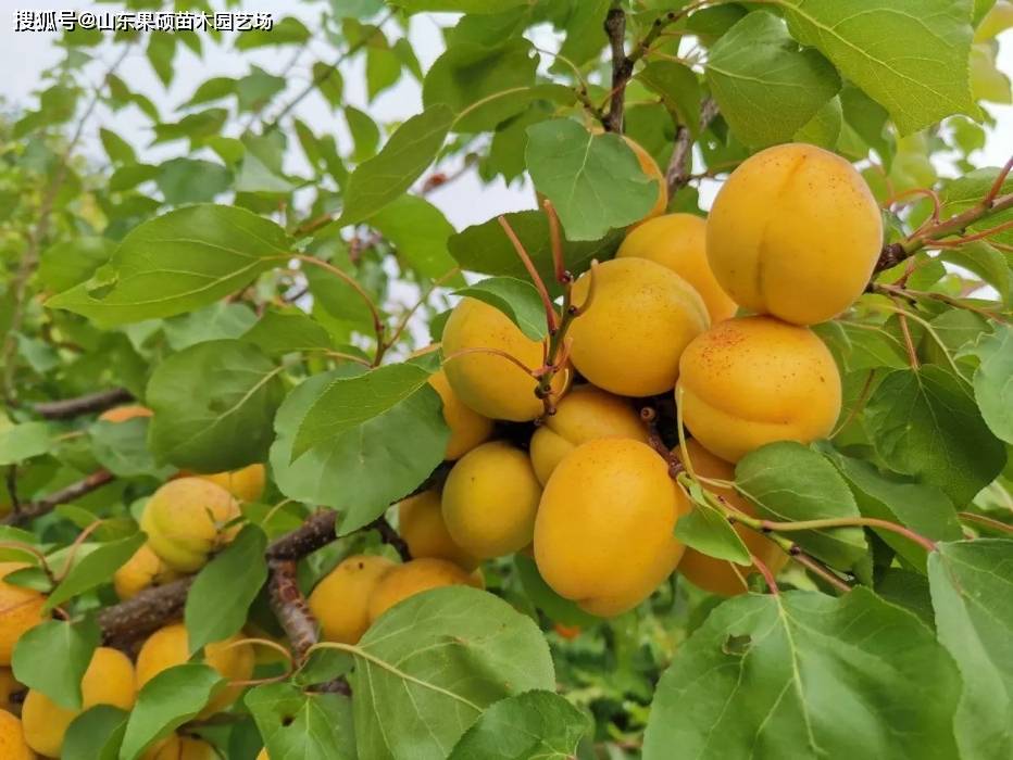 荷兰香蜜杏品种介绍荷兰香蜜杏树苗种植技术荷兰香蜜成熟期