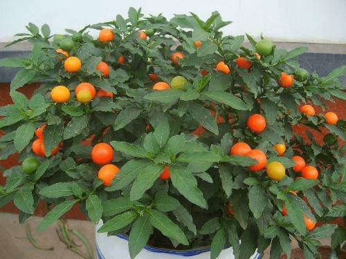 农村常见植物又名蛇必退是观果花卉趋避虫蛇效果好