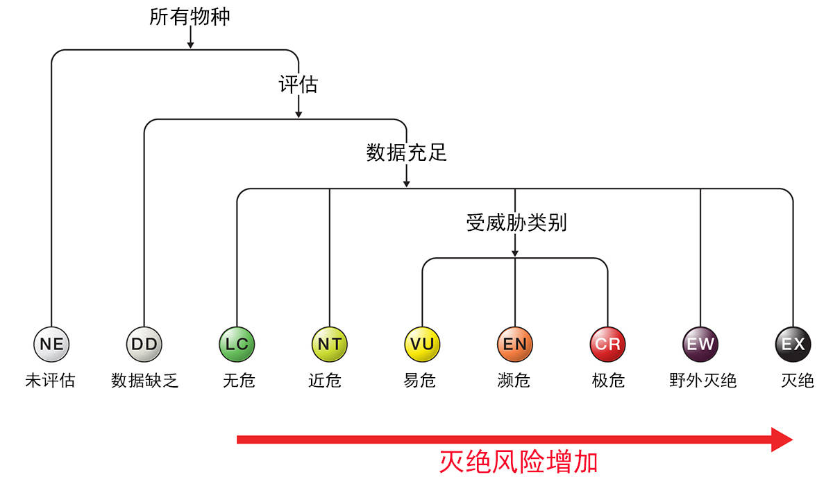 灭绝,野外灭绝,极危,濒危,易危,近危,无危,数据缺乏,未评估.