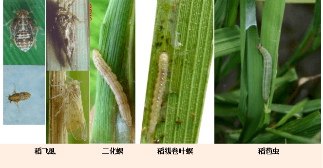 绿僵菌421防控害虫专题:水稻虫害防控