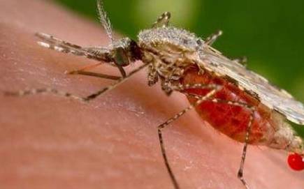 什么时候才不会有蚊子 1a00fe5fba604060a09aa5531d4141ae.jpeg