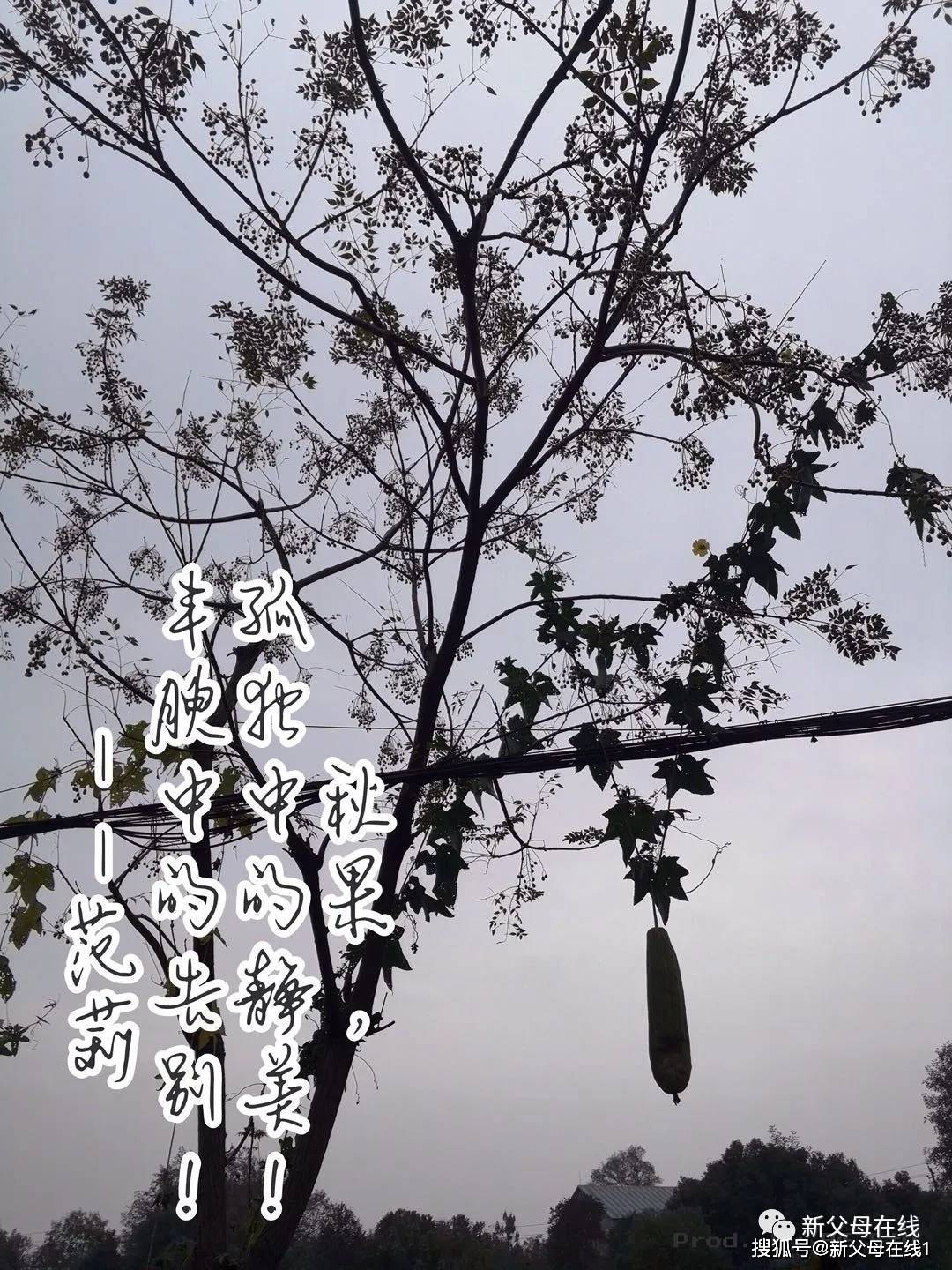 范莉|全班平均分673!独家专访华师一长飞班班主任范莉老师高考最高分725