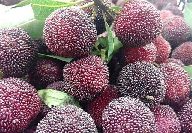 毒素|排毒素，清垃圾，色斑消失了，肌肤更白皙女性每天当零食吃几颗