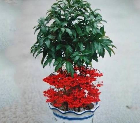 原创三款富贵之花,寓意富贵美满,盆栽一株幸福满堂,盆盆必养之佳品