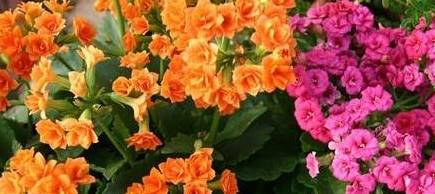 如何修剪长寿花最佳时间 bfb08e3ae43e499da10f5c0fe740ca16.jpeg