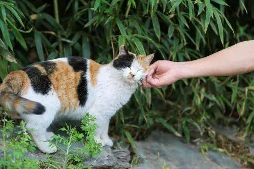 猫奴必知 三花猫的定律 基因