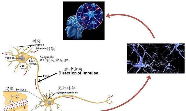 原创脑科学家:0~3岁宝宝大脑发育很关键,开发智力时别破坏大脑潜能