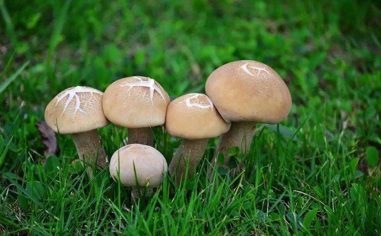 刮油|尤其是第4种，刮油燃脂，想不瘦都难减肥最“猛烈”的6种食物