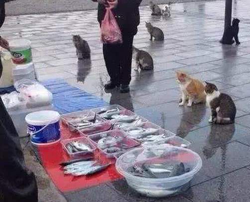外国人口少的真正原因_真正的美人鱼图片(2)