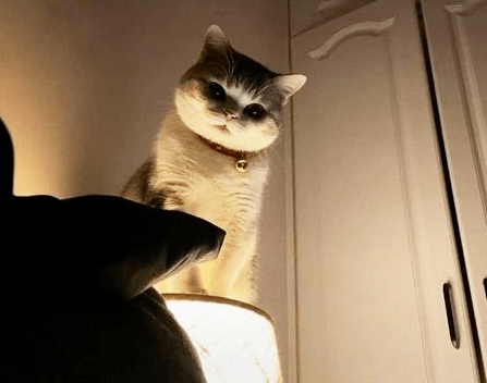 一只猫的夜晚都在干嘛 bebc0537a8634fb68dc0a7717addfda1.png