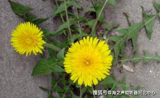 婆婆丁的功效与禁忌 65ac4e5148d44262910926fdcf35e7f7.jpeg