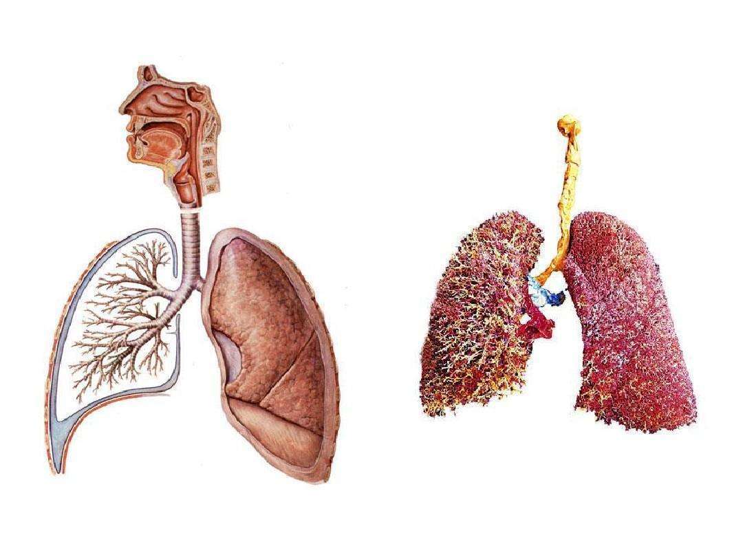 因单纯年龄增加而出现肺结构老化:肺萎缩,肺泡腔增大,肺泡壁变薄,毛细