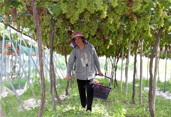 2020东洲葡萄文化旅游节开启|2020东洲葡萄文化旅游节开启 这个夏天特别推荐东洲“两天一晚”