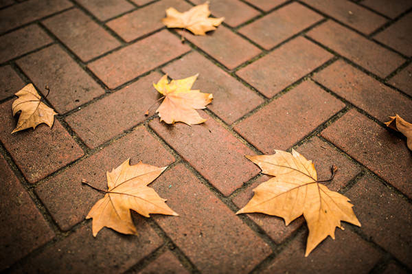 周成王|“一叶梧桐一报秋”古人为何看重梧桐？