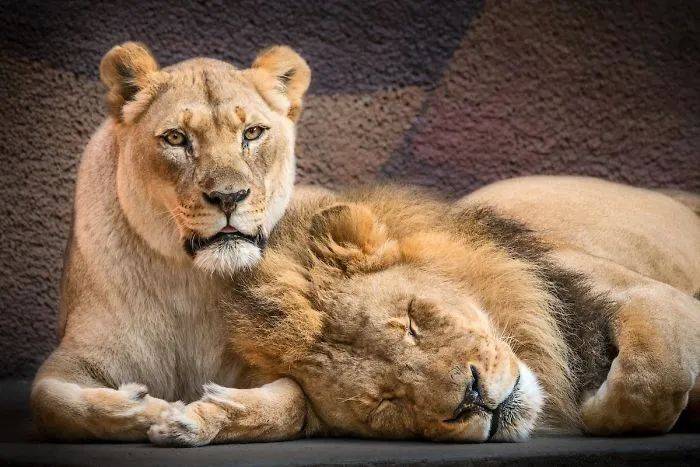 动物园21岁高龄的狮子夫妻将被安乐,能一起体面离去可能也是幸福
