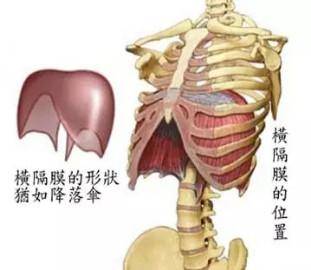 关于呼吸,看这篇就够了_横膈膜