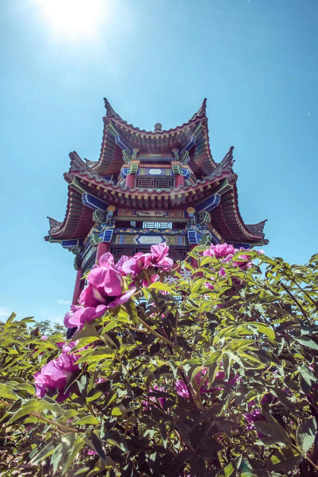 女孩子|喂饱了胃，也喂一下灵魂，看花是不错的选择