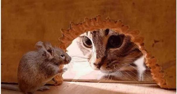 世界上最大的老鼠图片 133afba59d9840ab99a7f2e81ecd3ebb.jpeg