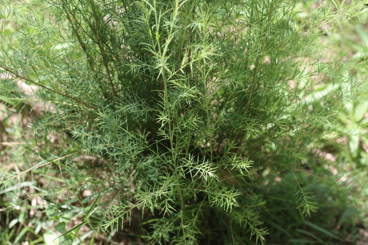 "润姬"澳洲茶树精油皂热销,究竟秘诀何在?_种植