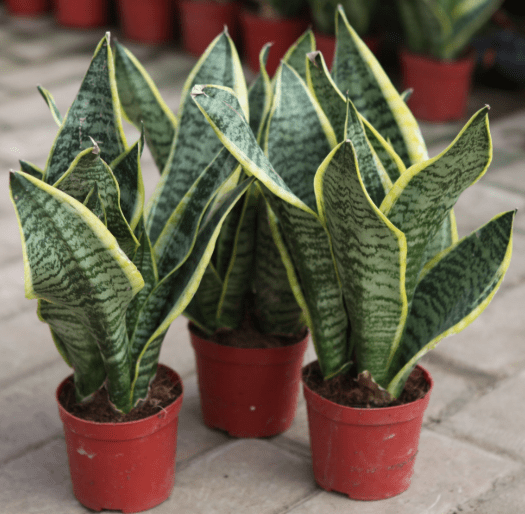 2b4b682df33142eba4c4604d4f483086.png