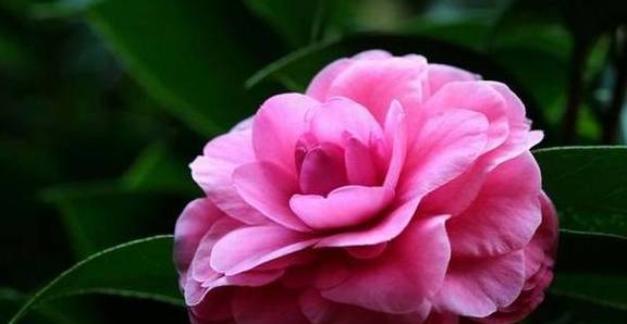 怎么挑选茶花苗 cd45a68972444888929a7a58e0fcd8d8.jpeg