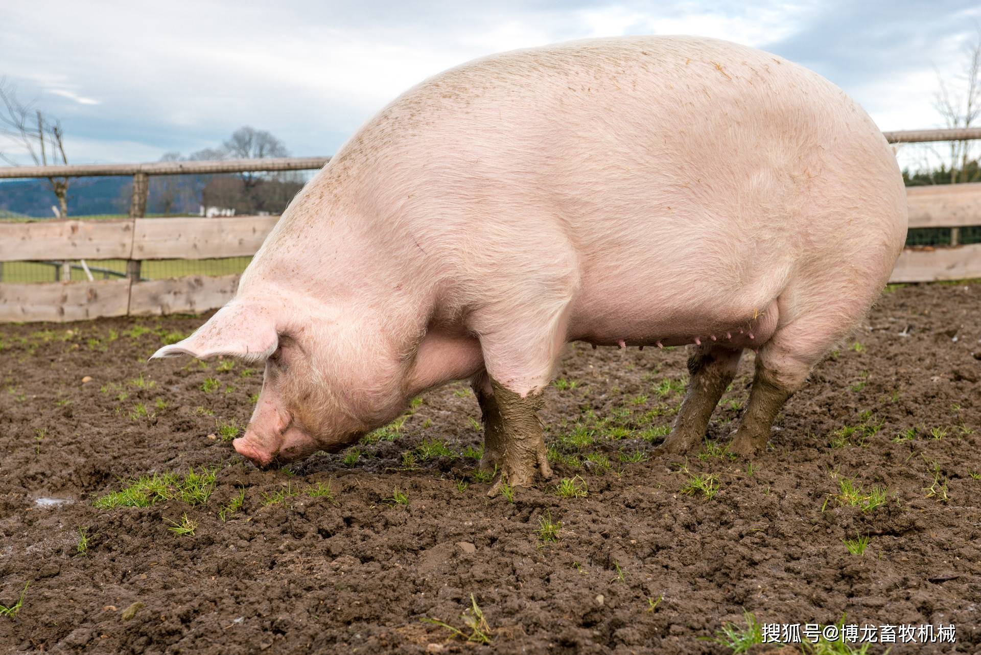 直接施用猪粪对农作物、土壤都有害，猪粪如 何处理才是正确的方式-博龙畜牧机械