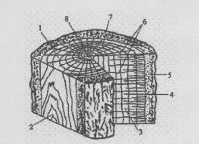 主要特征有木材三切面,心材和边材,年轮,早材和晚材,木射线髓线,树脂
