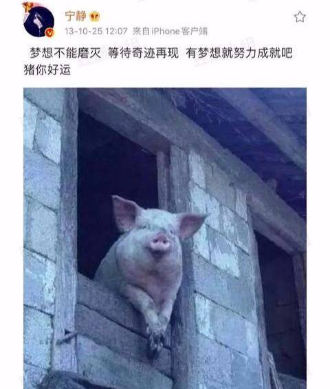 万事|宁静这是什么称职代言人？代言过猪饲料从此万事离不开“猪”