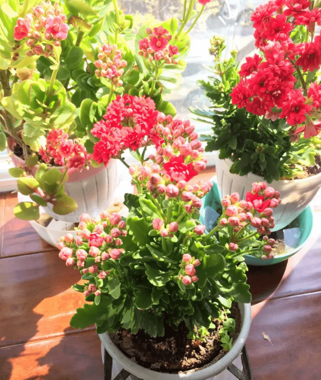 什么方法可以快速催花 67f1f0d447fc429296fa42de5f4eb7e7.png