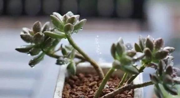 怎么养花土透气 969f524d22bf4399bbc5dcd6344eccab.jpeg