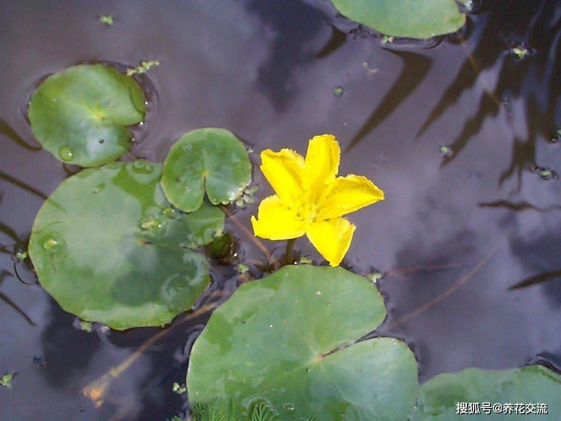 一叶莲曲谱_一叶莲(3)