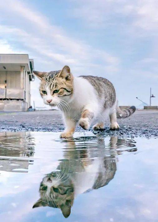 摄影师在雨后捕捉到,猫与自己的水中倒影互动,画面好美!